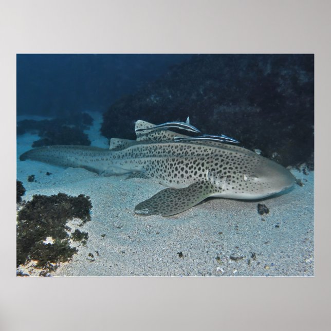 Zebra Shark Poster (Vorne)