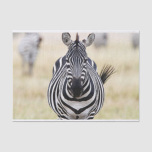Zebra sieht dich an seidenpapier