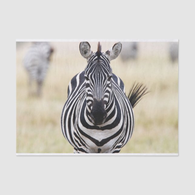 Zebra sieht dich an seidenpapier (Vorderseite)