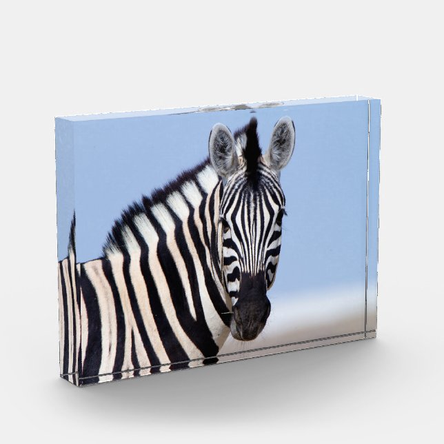 Zebra sieht dich mit blauem Himmelslicht Foto an (Links)