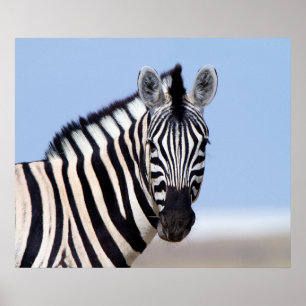 Zebra sieht dich mit blauem Himmelslicht Foto an Poster