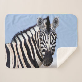 Zebra sieht dich mit blauem Himmelslicht Foto an Sherpadecke