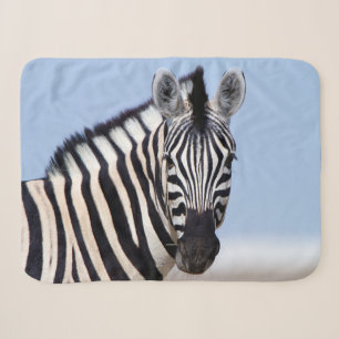 Zebra sieht dich mit blauem Himmelslicht Foto an Sherpadecke