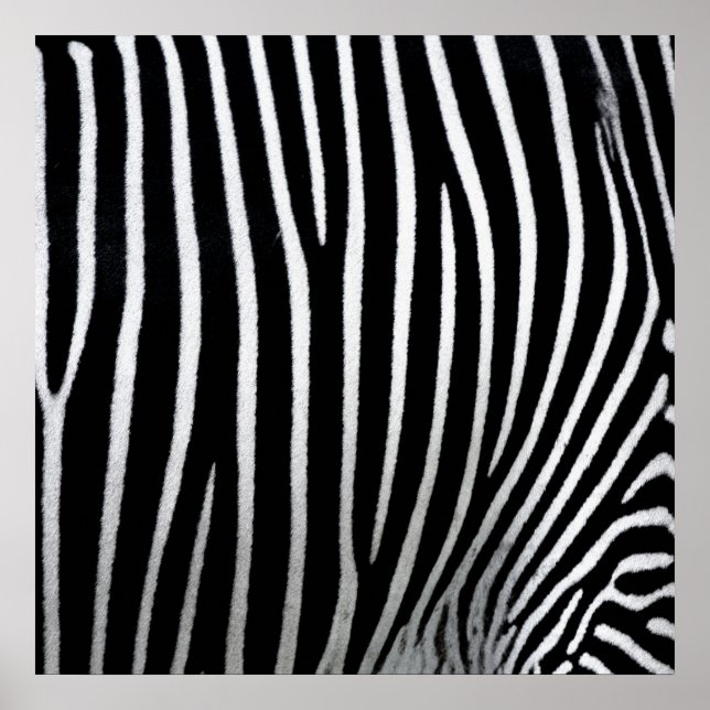 Zebra Skin Poster (Vorne)