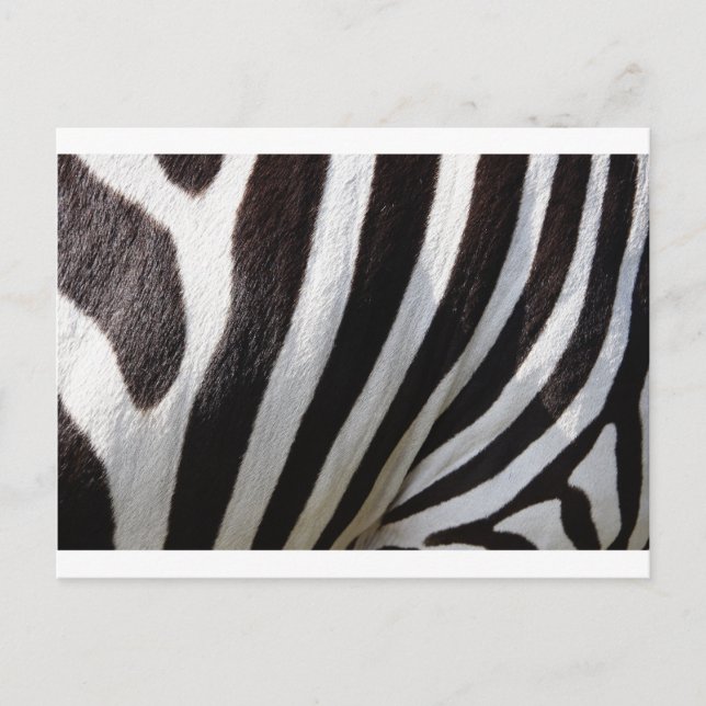 Zebra Skin Print Postkarte (Vorderseite)