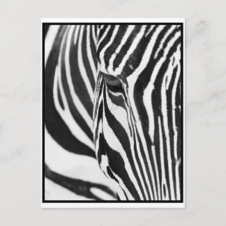 Zebra Stare Postkarte