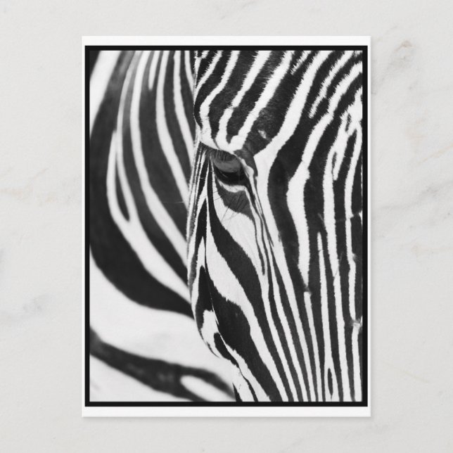 Zebra Stare Postkarte (Vorderseite)