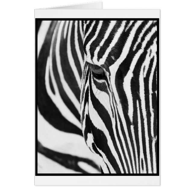 Zebra-Starren (Vorne)