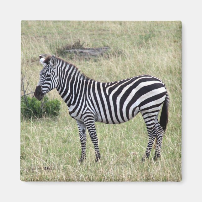 zebra stolz magnet (Vorne)