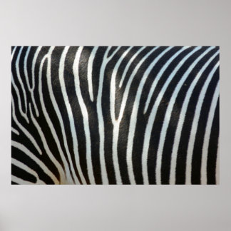 Zebra Streifen 1 Poster