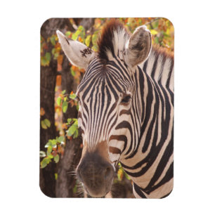 Zebra-Streifen nah in einem Mopanwald-Foto Magnet