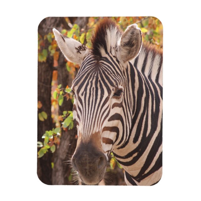 Zebra-Streifen nah in einem Mopanwald-Foto Magnet (Vertikal)