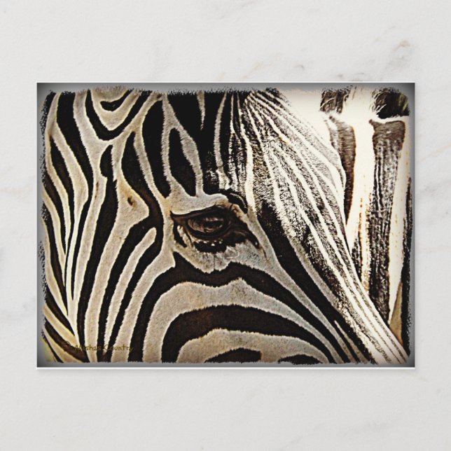 Zebra "Streifen" Postkarte (Vorderseite)