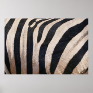 Zebra Streifen Schwarz-Weiß Poster