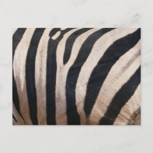 Zebra Streifen Schwarz-Weiß Postkarte