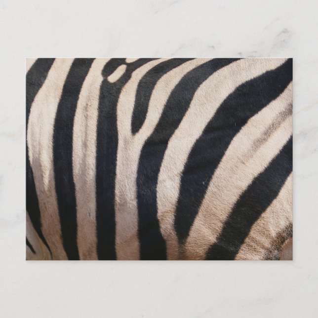 Zebra Streifen Schwarz-Weiß Postkarte (Vorderseite)