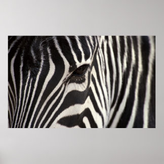 Zebra Stripe Pattern & Auge Poster