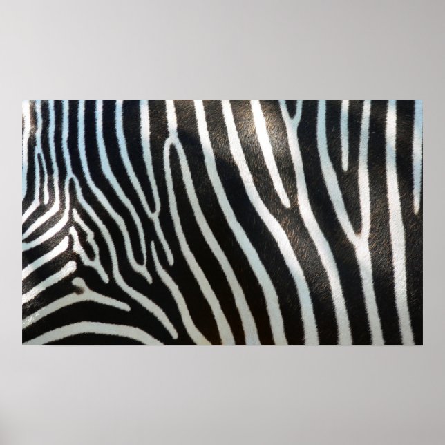 Zebra Stripes Poster (Vorne)