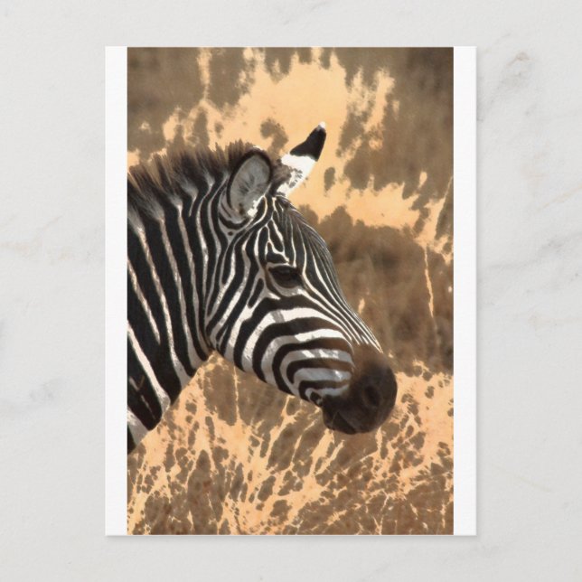 Zebra Stripes Postkarte (Vorderseite)