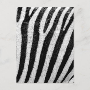 Zebra Stripes Postkarte