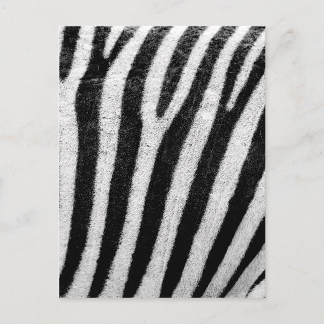 Zebra Stripes Postkarte (Vorderseite)