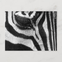 Zebra Stripes