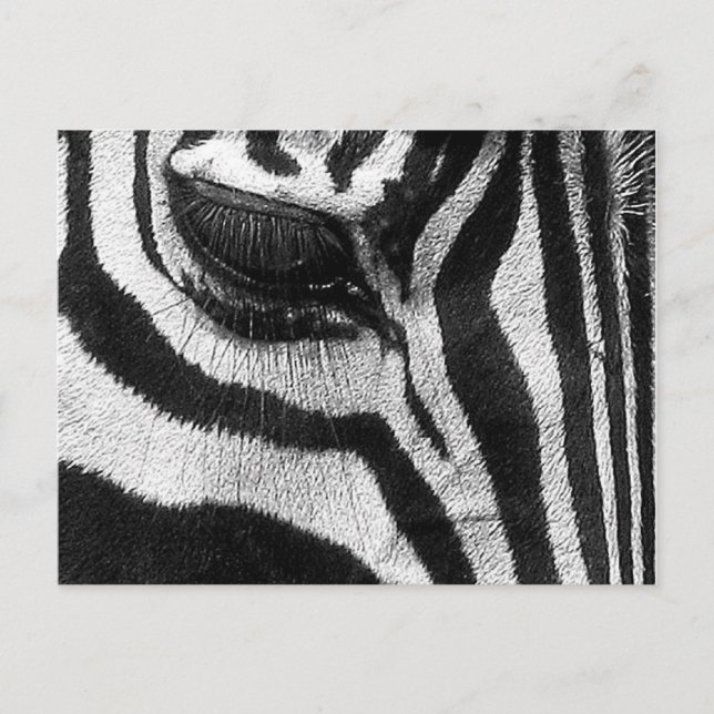 Zebra Stripes Postkarte (Vorderseite)