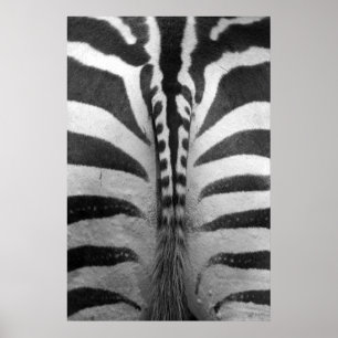 Zebra Strips Poster