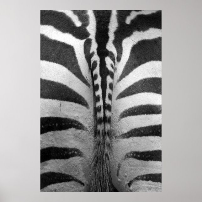 Zebra Strips Poster (Vorne)
