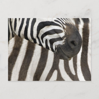 Zebra Strips Postkarte