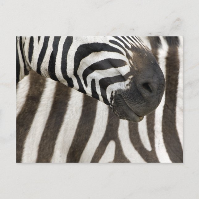 Zebra Strips Postkarte (Vorderseite)