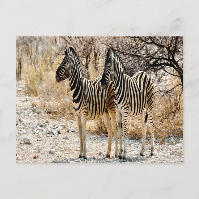 Zebra Stroll Postkarte (Vorderseite)