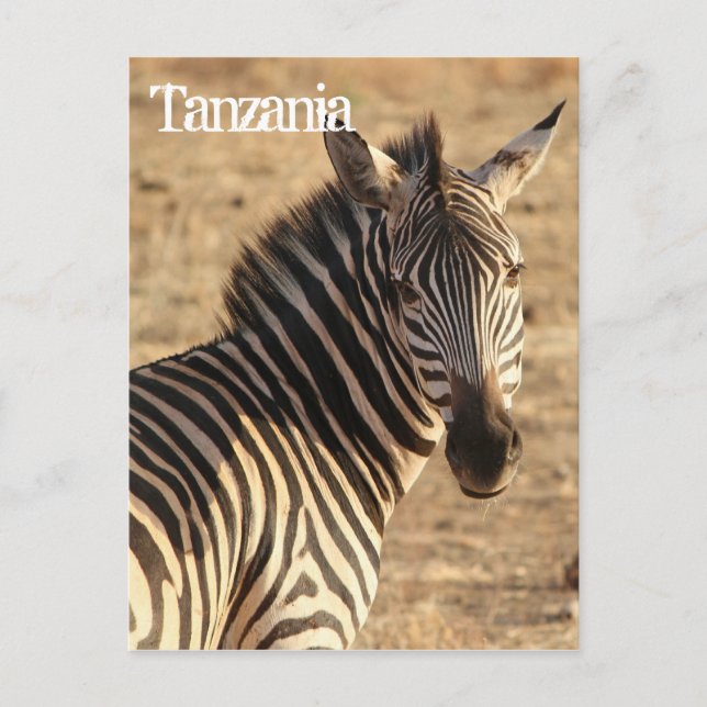 Zebra, Tansania Postkarte (Vorderseite)