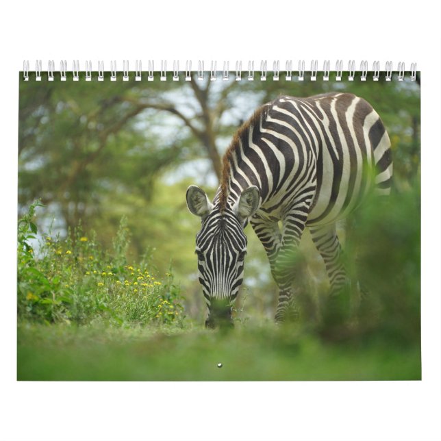 Zebra-Tierkalender Kalender (Titelbild)