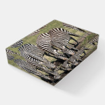 Zebra trinkendes Foto im Freien