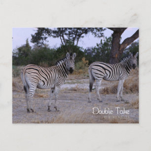 Zebra Twins Double Take Foto Postkarte