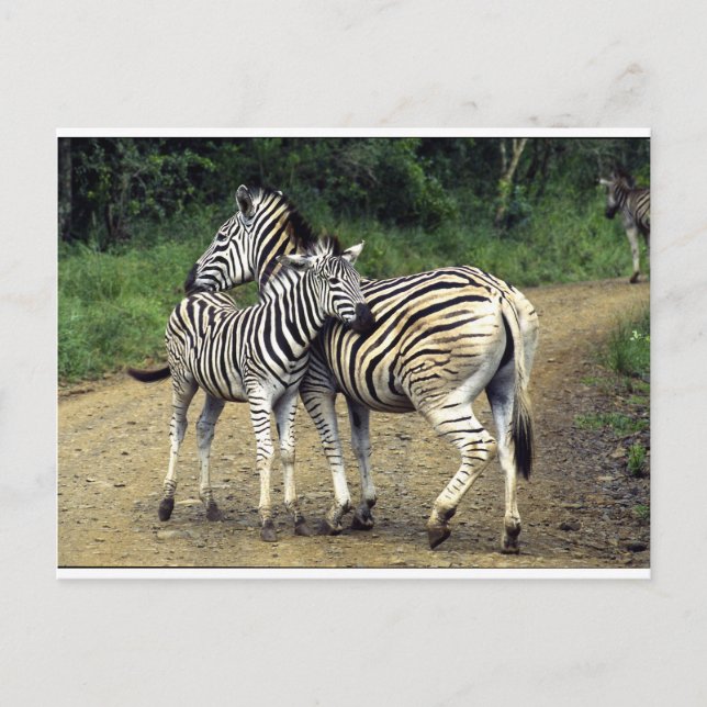 Zebra und Baby Postkarte (Vorderseite)