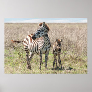 Zebra und Foal Poster