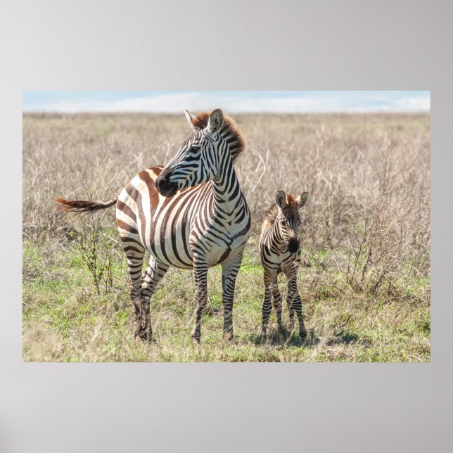 Zebra und Foal Poster (Vorne)