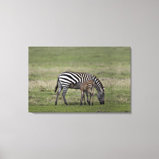 Zebra und Fossilien, Tansania Leinwanddruck (Vorderseite)