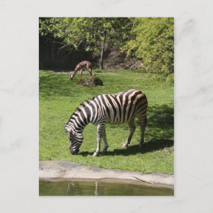 Zebra und Gazelle Postkarte