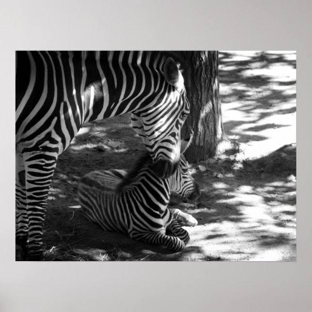 Zebra und Keuche Poster (Vorne)