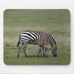 Zebra und Krankenpflegefohlen, Tansania Mousepad