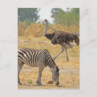 Zebra und Ostrich TomWurl.jpg