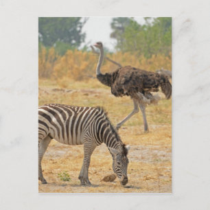 Zebra und Ostrich TomWurl.jpg Postkarte