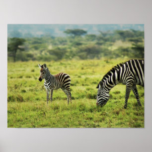 Zebra und Zebra foal wild lebende Tiere Poster