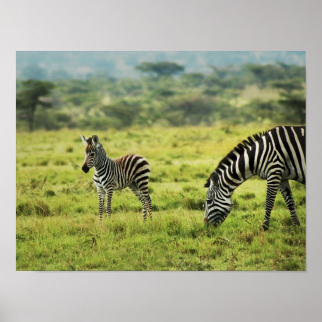 Zebra und Zebra foal wild lebende Tiere Poster (Vorne)