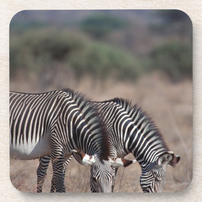 Zebra Untersetzer (Vorderseite)