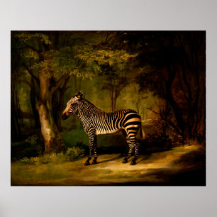 Zebra von George Stubbs (1763) Poster