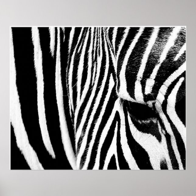 Zebra von tdgallery poster (Vorne)